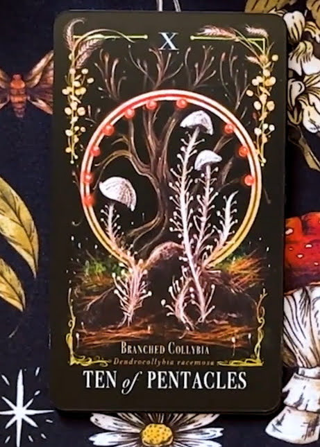 Midnight Magic: A Tarot Deck of Mushrooms